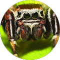 Lisa Brown Avatar