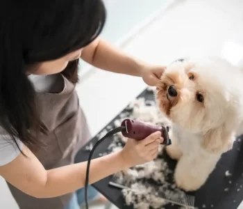 Dog Groomers