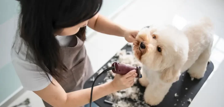 Dog Groomers