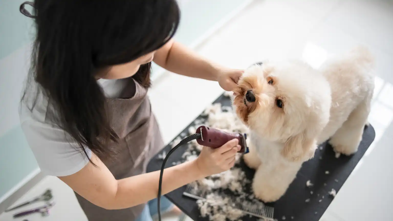 Dog Groomers
