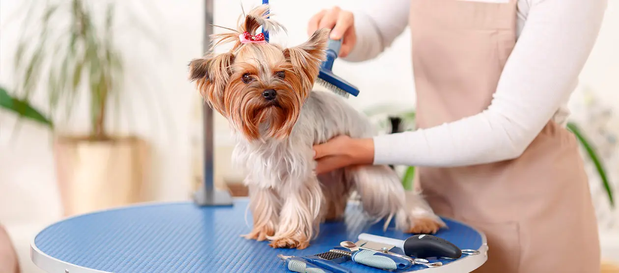 Dog Groomers