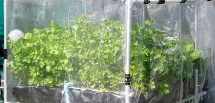 6 mil greenhouse plastic