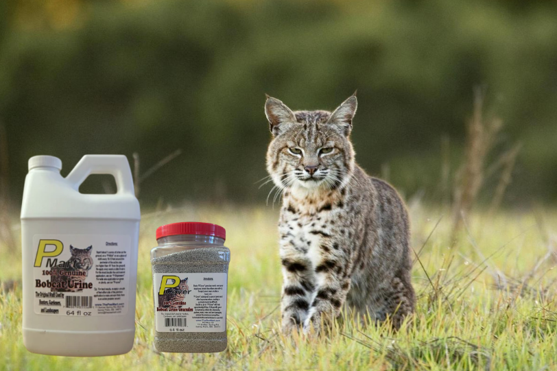 bobcat